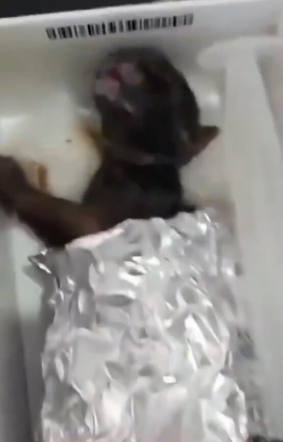 버려진 냥이 확대시키기_4.png