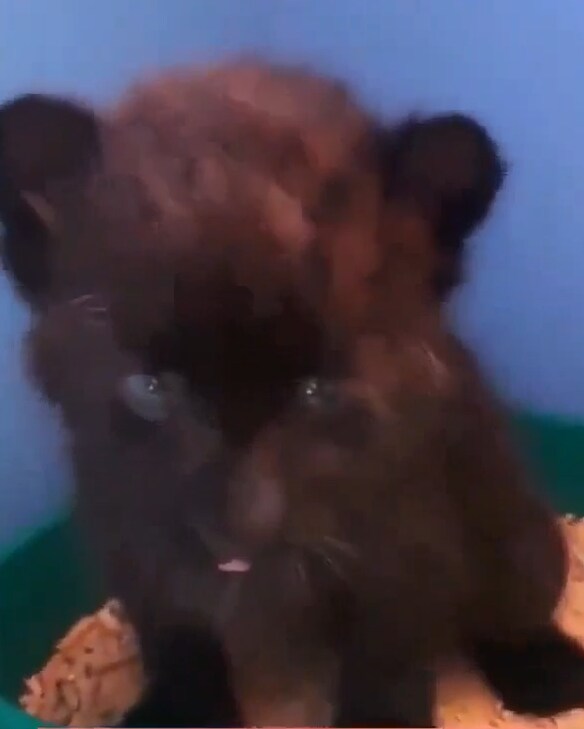 버려진 냥이 확대시키기_5.png