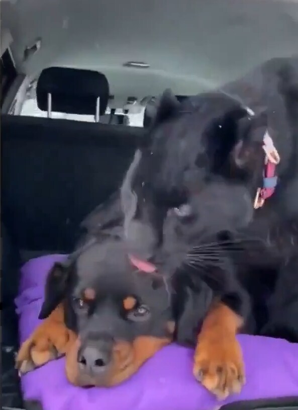 버려진 냥이 확대시키기_7.png