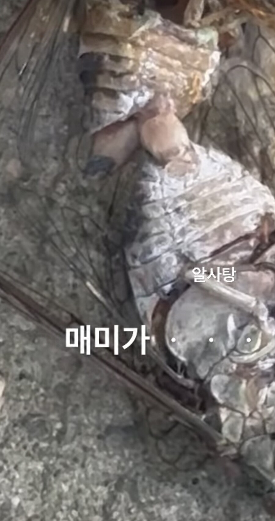 의외로 자연에선 목숨을 걸어야 하는 행위. jpg_1.jpg