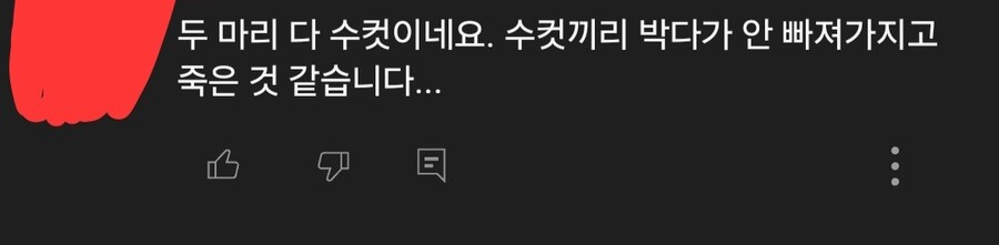 의외로 자연에선 목숨을 걸어야 하는 행위. jpg_2.jpg