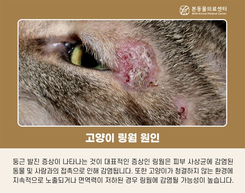 길고양이가 다가와도 함부로 만지면 안되는 이유.jpg_3.jpg
