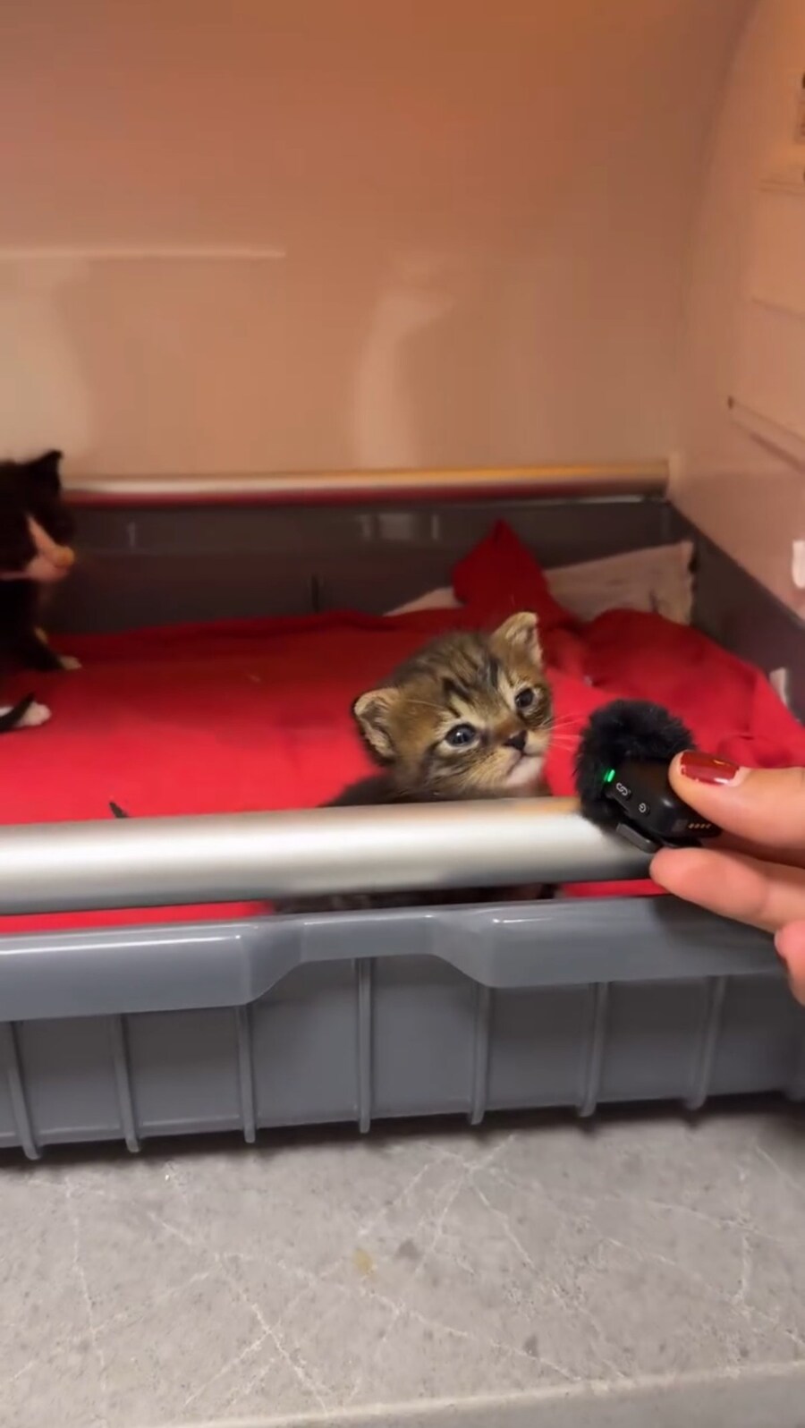 태어난지 얼마안된 아기고양이 인터뷰.jpg_2.jpg
