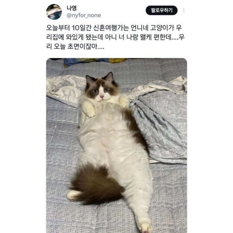 초면인데 편한 고양이_1.jpg