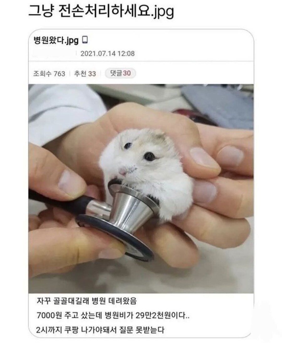 햄스터 치료비가 29만원 나온 남자....jpg_1.jpg