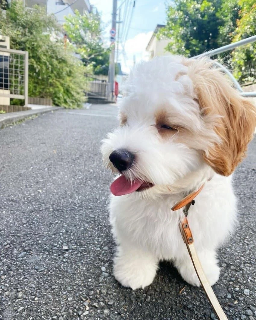 너무 더운 강아지._3.webp