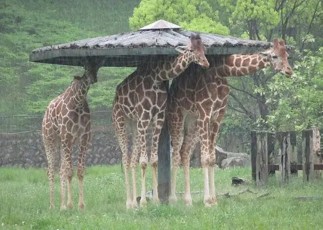 비 피하는 기린_1.jpg
