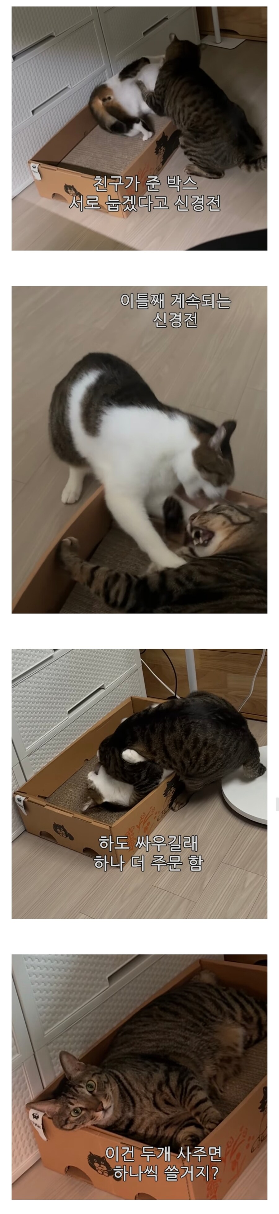 냥이들이 계속 싸우길래 하나 더 주문한 집사_1.jpg