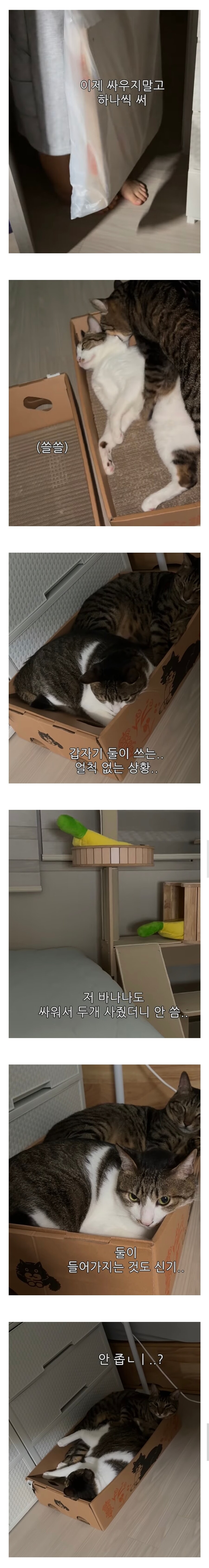 냥이들이 계속 싸우길래 하나 더 주문한 집사_2.jpg