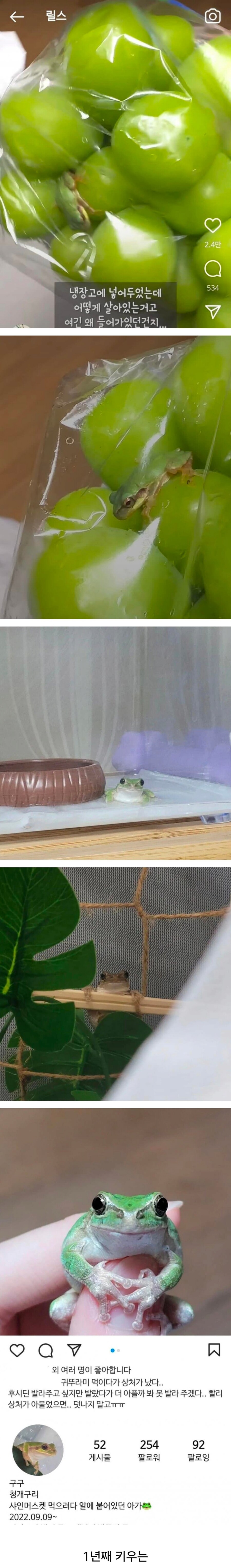 샤인머스켓에서 개구리 나온 사람 jpg._1.png