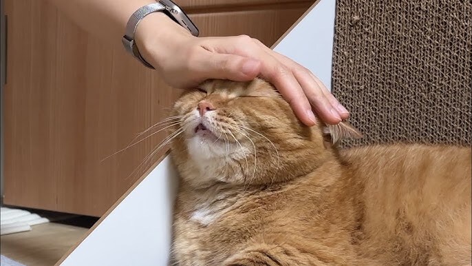 요새는 어르신들이 기르는 반려동물을 털손주라고 하는구나_1.jpg
