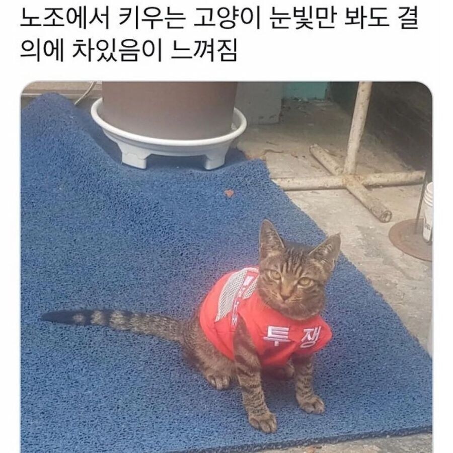 노동조합 출신 고양이.jpg_1.jpg