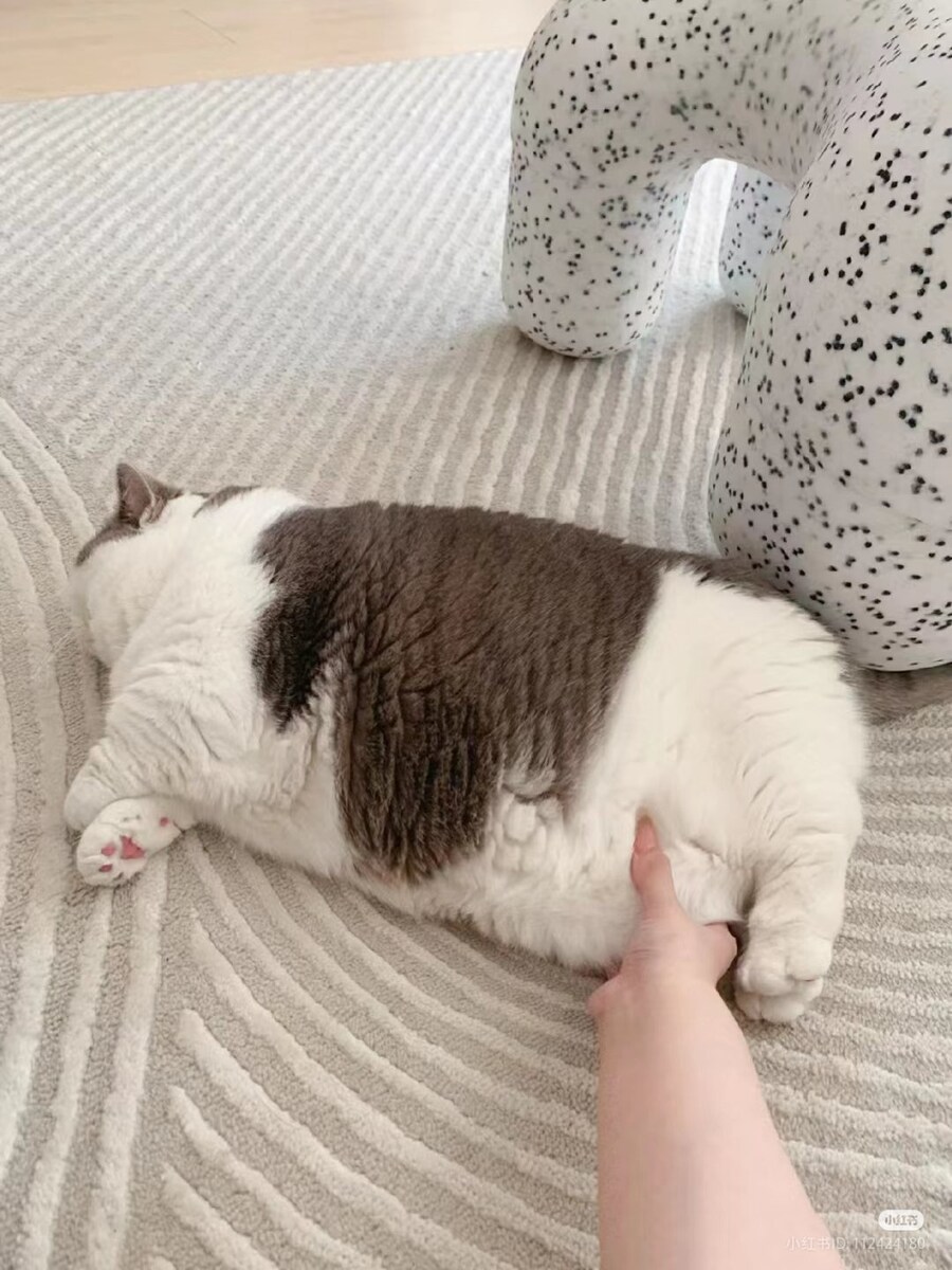 고양이 주인: 어이구, 살이 아주 꽉 찼네 _1.jpg