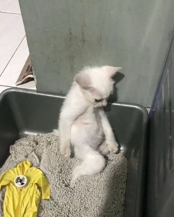 술마신 우리 아빠처럼 앉아있는 새끼고양이.jpg_1.jpg