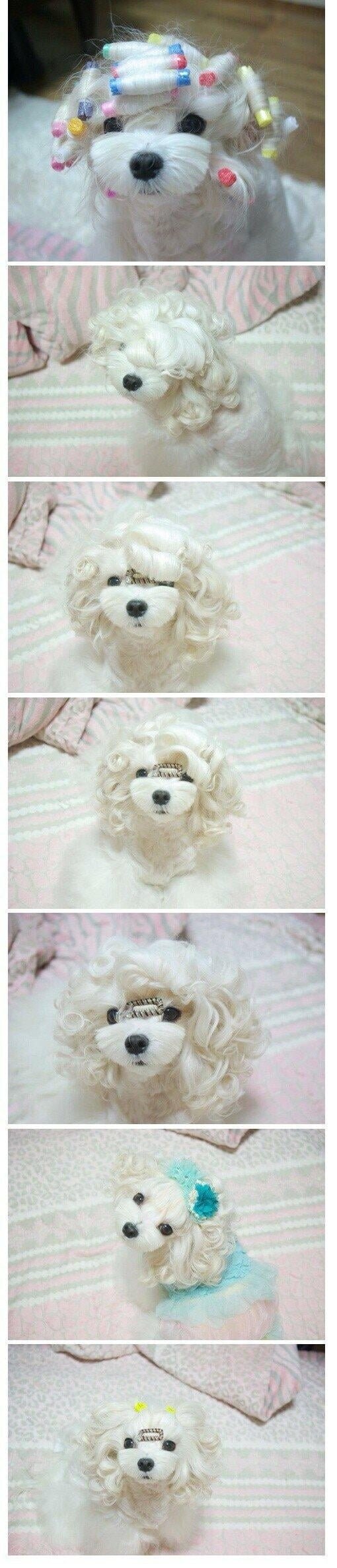 수수깡으로 파마한 댕댕이.jpg_1.jpg