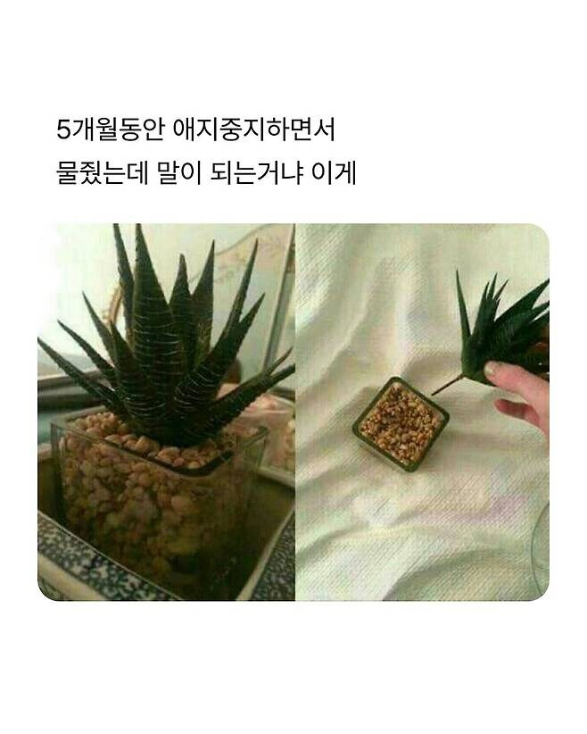 5개월동안 애지중지 키웠는데_1.jpg