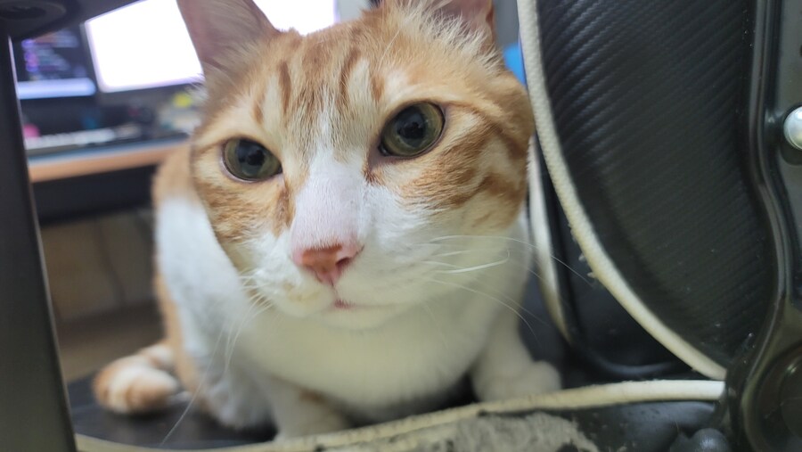 세계 고양이의날 맞이 우리집 고냥이_1.jpg