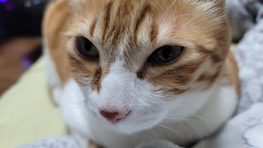 세계 고양이의날 맞이 우리집 고냥이_2.jpg