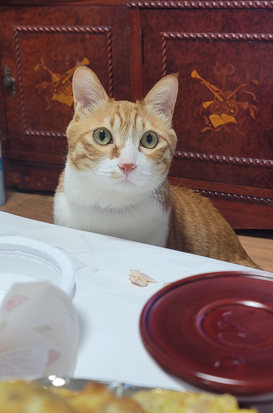 세계 고양이의날 맞이 우리집 고냥이_3.jpg