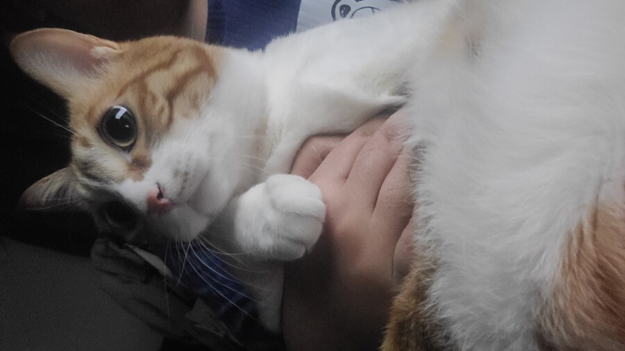 세계 고양이의날 맞이 우리집 고냥이_5.jpg
