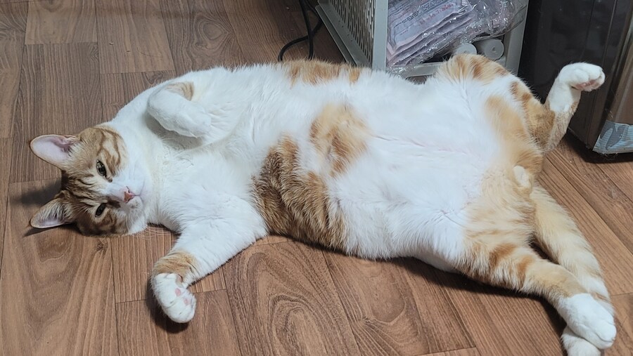 세계 고양이의날 맞이 우리집 고냥이_6.jpg