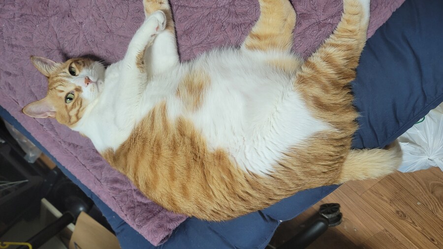 세계 고양이의날 맞이 우리집 고냥이_7.jpg