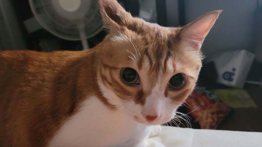 세계 고양이의날 맞이 우리집 고냥이_8.jpg