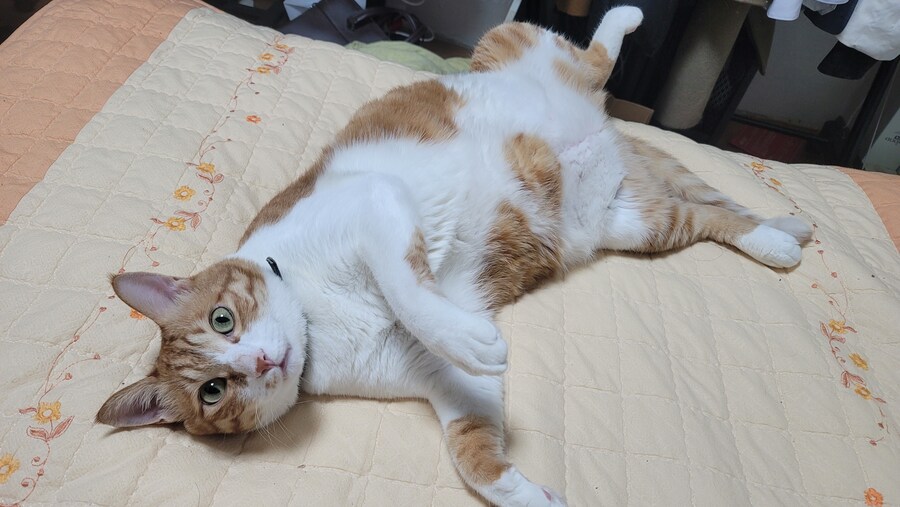세계 고양이의날 맞이 우리집 고냥이_10.jpg