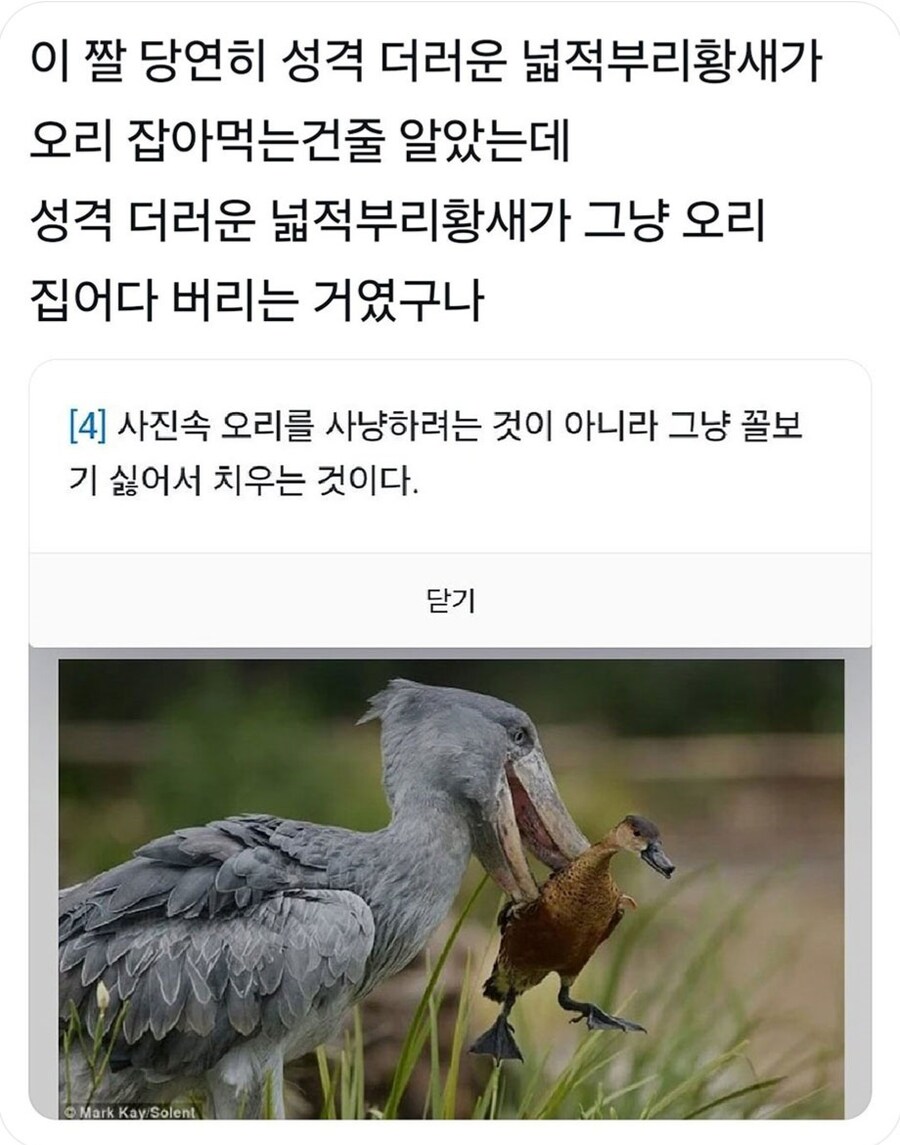 성격 더러운 넓적부리황새.jpg_1.jpg