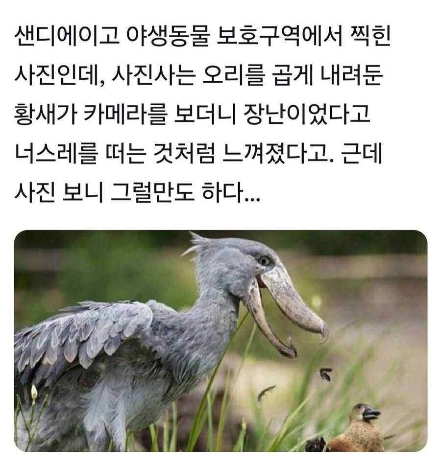 성격 더러운 넓적부리황새.jpg_2.jpg