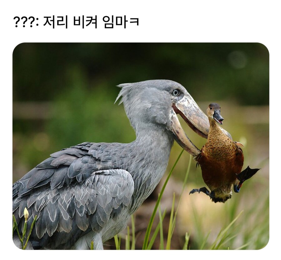 성격 더러운 넓적부리황새.jpg_4.jpg