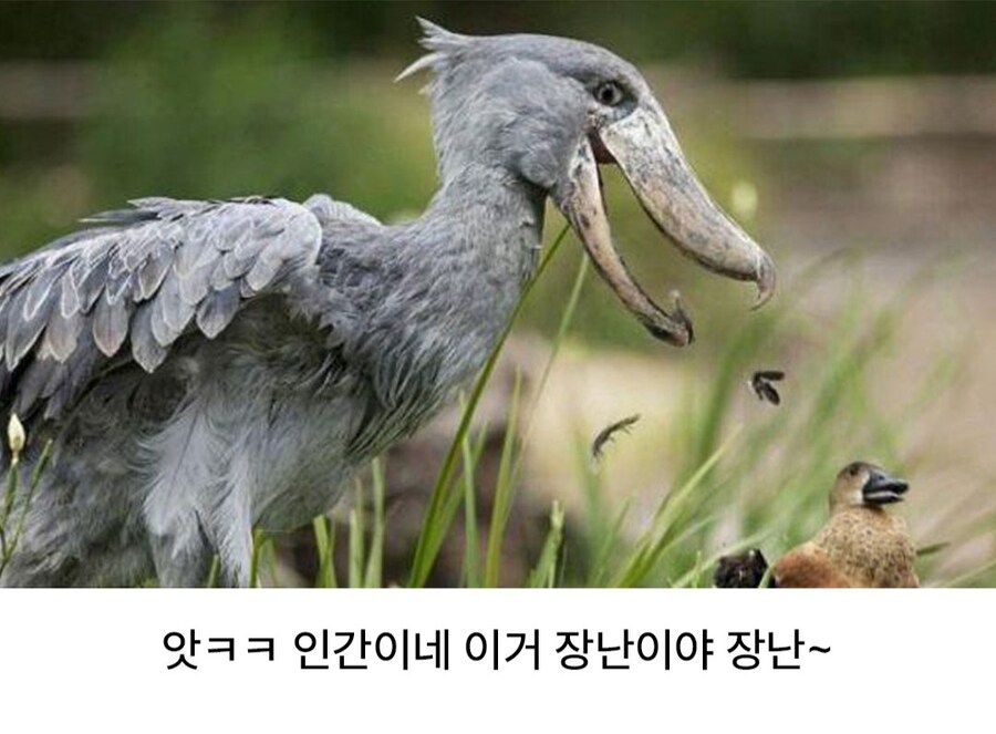 성격 더러운 넓적부리황새.jpg_5.jpg