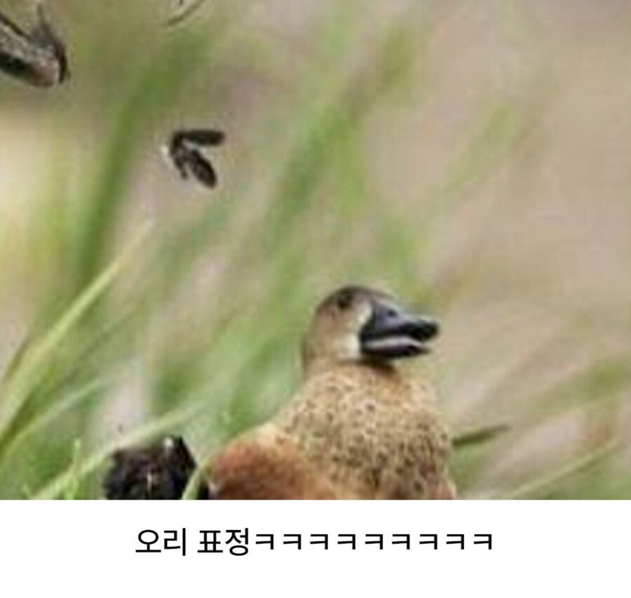 성격 더러운 넓적부리황새.jpg_6.jpg