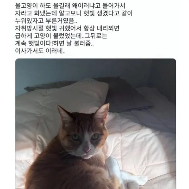 고양이가 햇빛 날때마다 냐옹하는 이유._1.webp