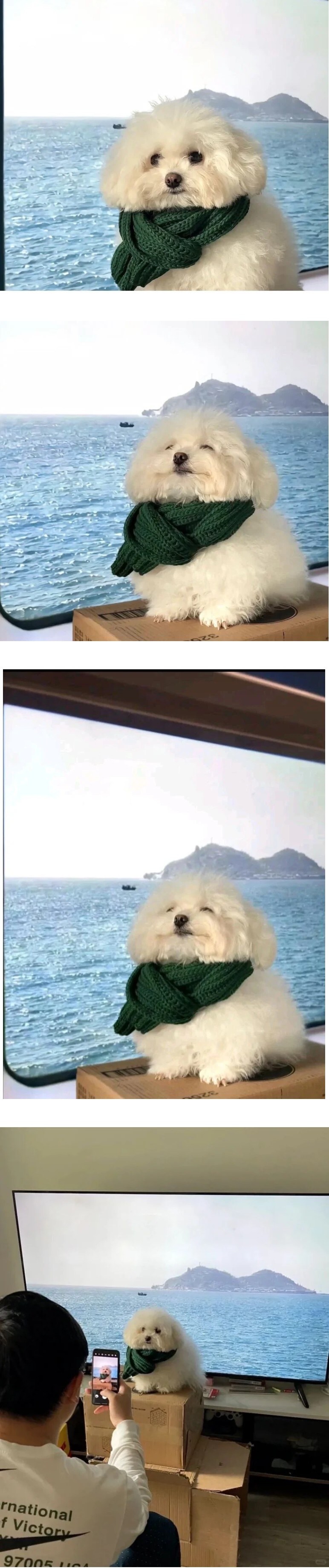 강아지 바다 배경 합성사진 촬영 현장_1.jpg