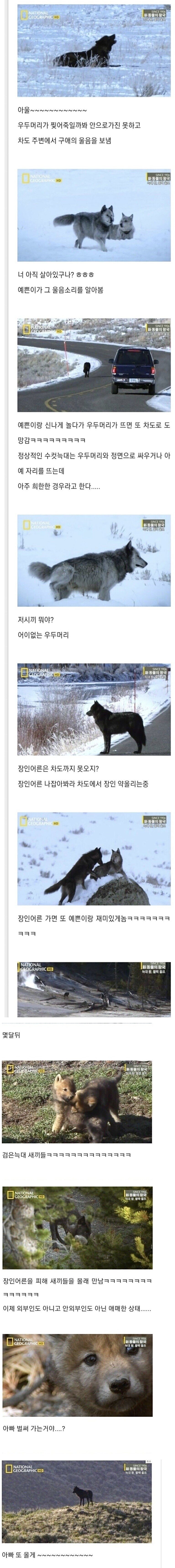 늑대 세계의 주말 부부 .jpg_2.png