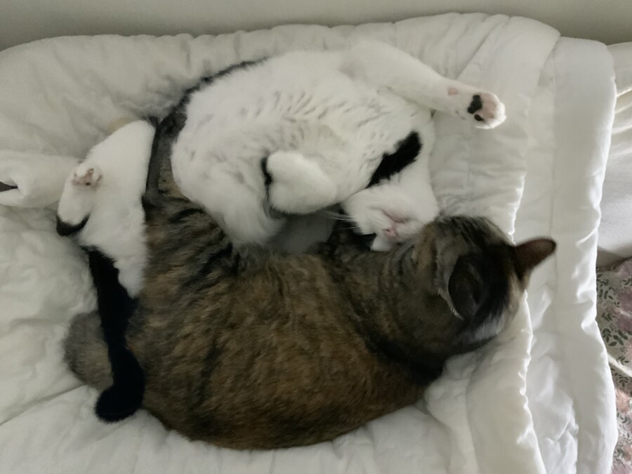 해피 국제 냥이의 날_3.jpg