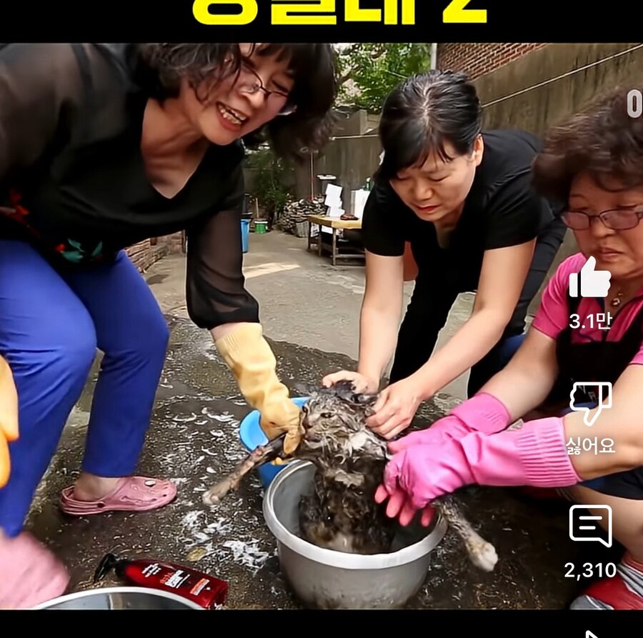 전설의 냥빨래 2탄(점순이 아님)_1.png
