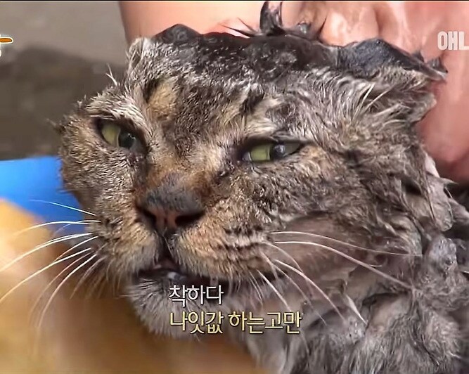 전설의 냥빨래 2탄(점순이 아님)_2.png