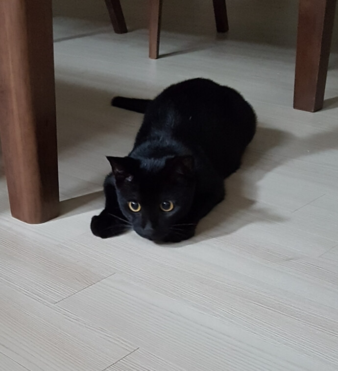 고양이 날_1.jpg