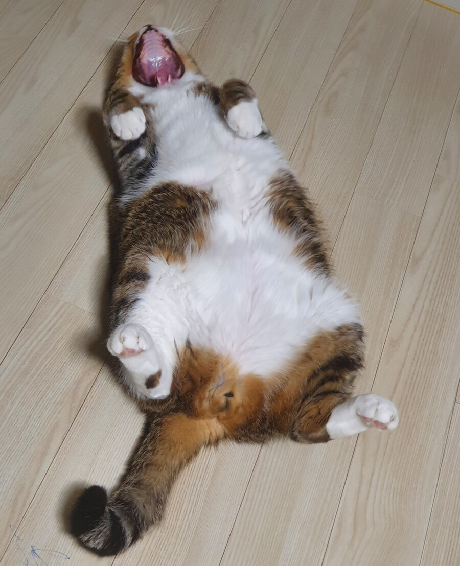 고양이 날_4.jpg