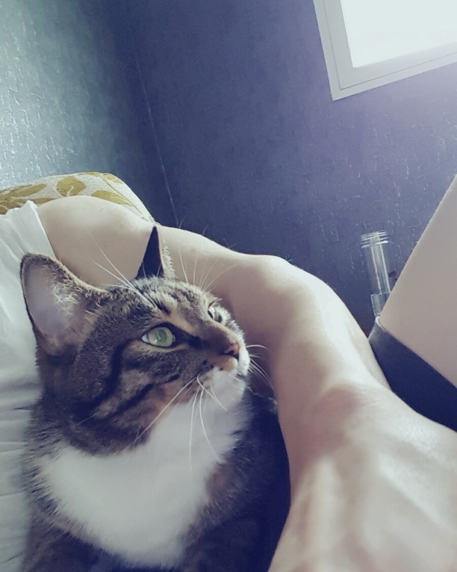 고양이 날_6.jpg
