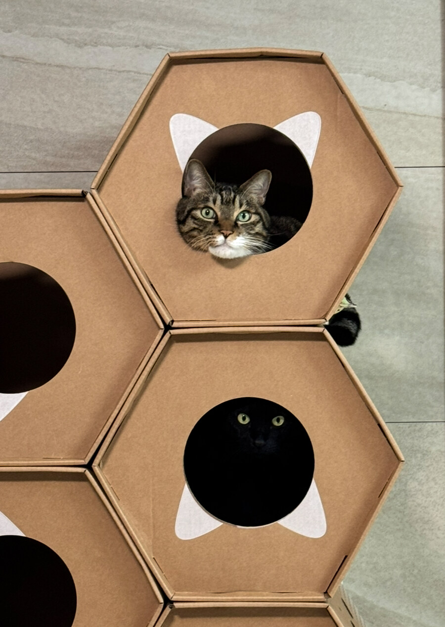 고양이 날_7.jpg