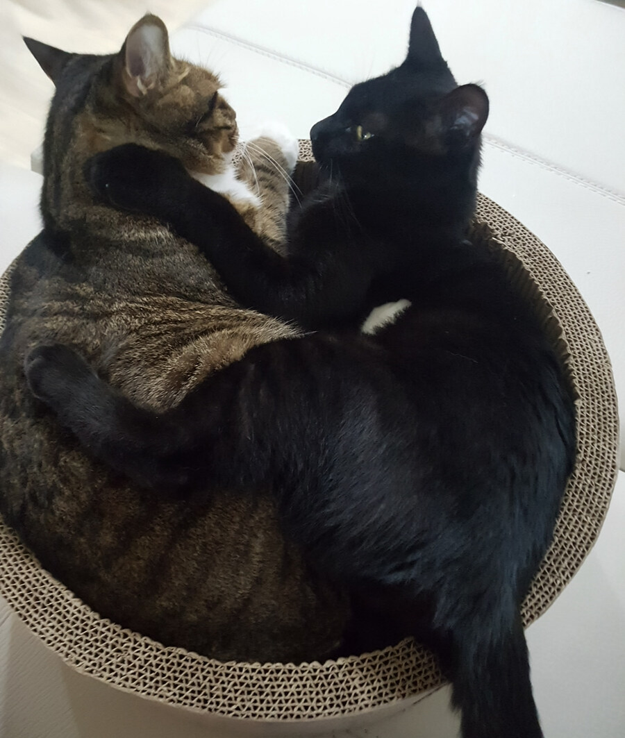 고양이 날_8.jpg