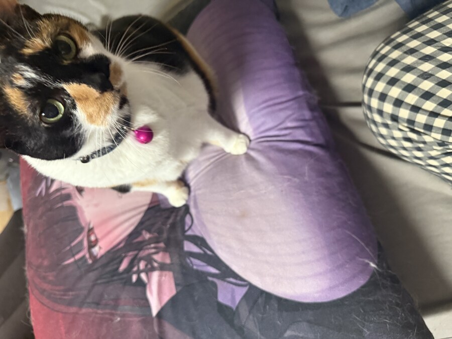 고양이) 우리집 고양이 사진 재업_2.jpg