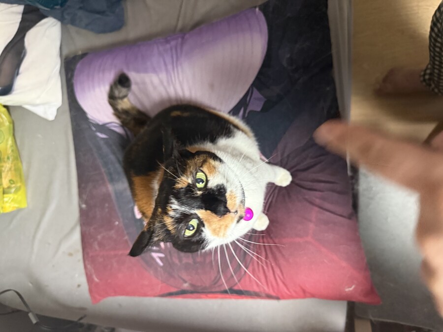고양이) 우리집 고양이 사진 재업_3.jpg