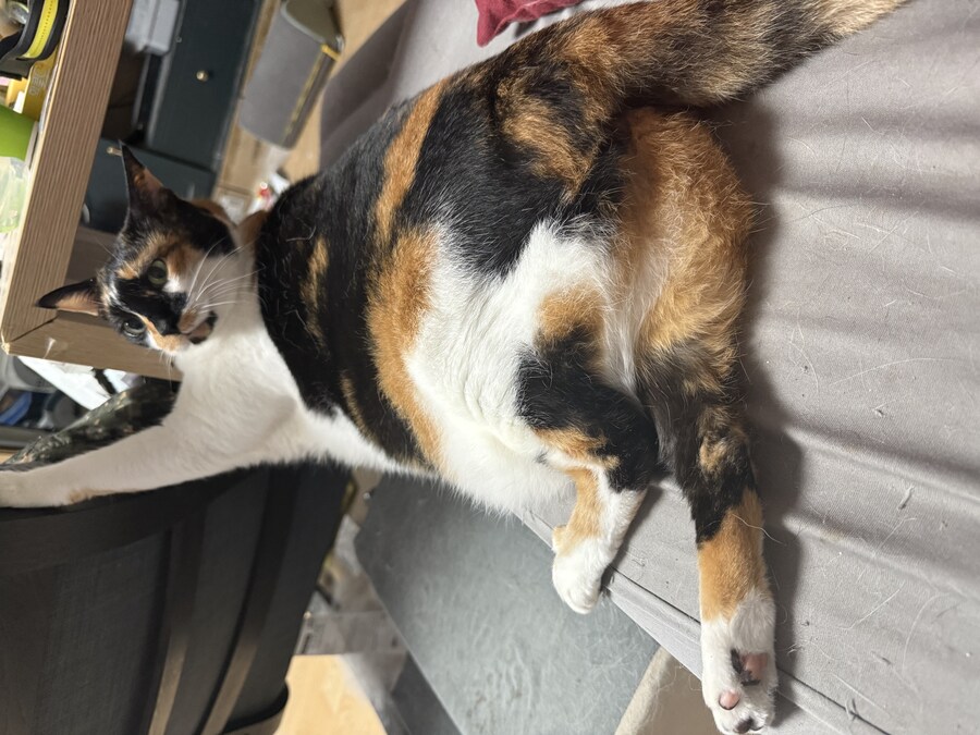 고양이) 우리집 고양이 사진 재업_4.jpg