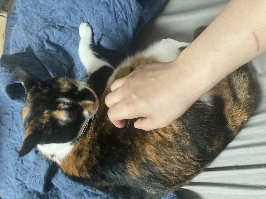 고양이) 우리집 고양이 사진 재업_7.jpg