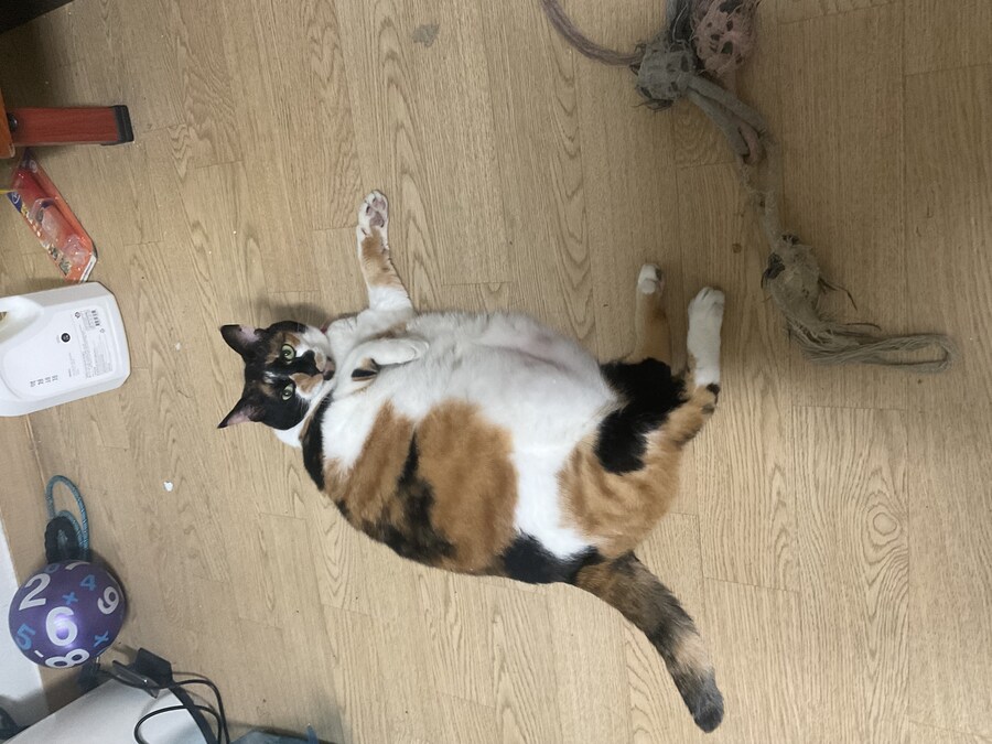 고양이) 우리집 고양이 사진 재업_9.jpg