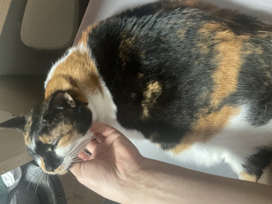 고양이) 우리집 고양이 사진 재업_11.jpg